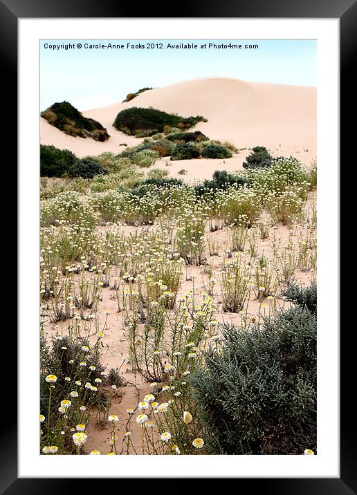 Dunes & Wildflowers at Mungo Framed Mounted Print by Carole-Anne Fooks