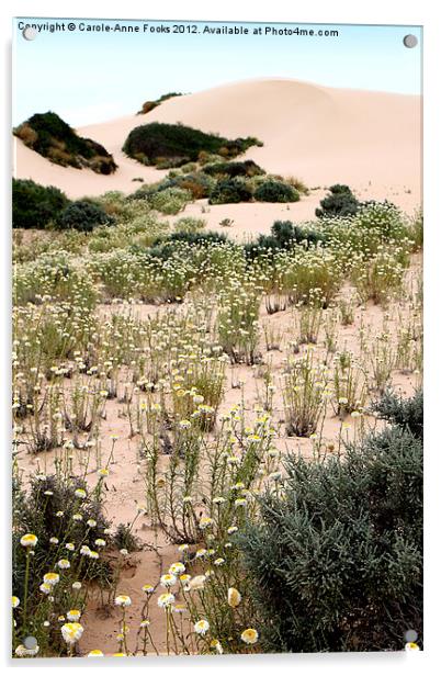 Dunes & Wildflowers at Mungo Acrylic by Carole-Anne Fooks