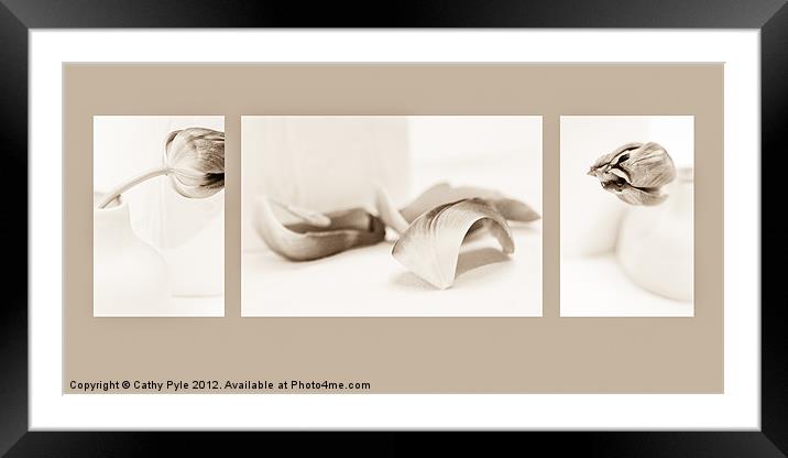 Tulips triptych, sepia Framed Mounted Print by Cathy Pyle
