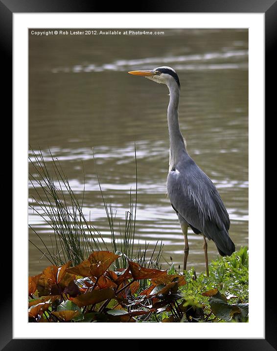 A heron waits Framed Mounted Print by Rob Lester