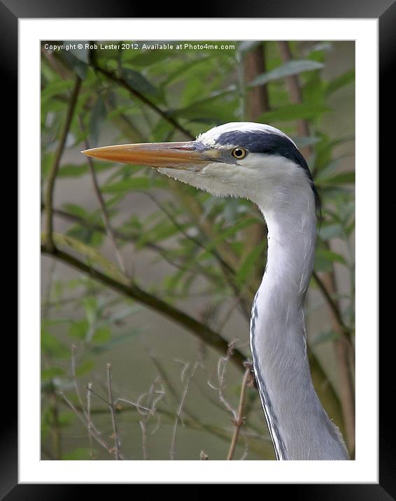 Watchful Framed Mounted Print by Rob Lester