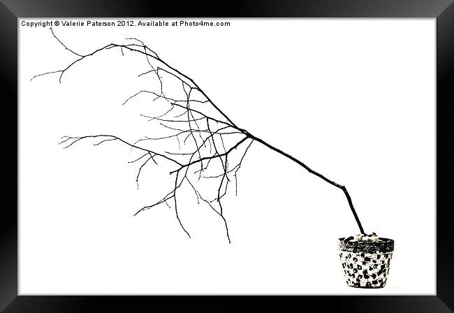 Barely Branches Mono Framed Print by Valerie Paterson