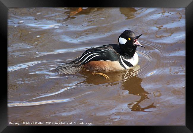 Hooded Merganser duck Framed Print by Albert Gallant