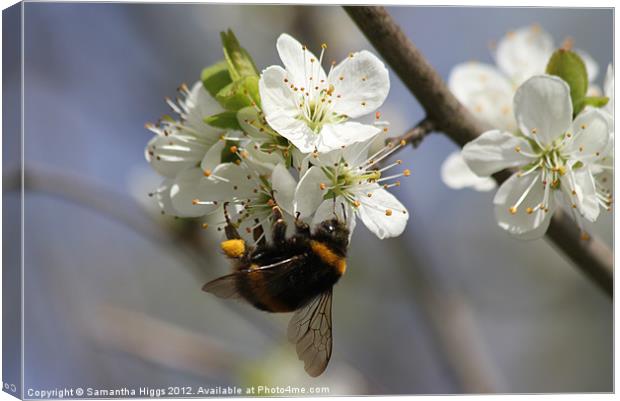 Bee In Spring Canvas Print by Samantha Higgs