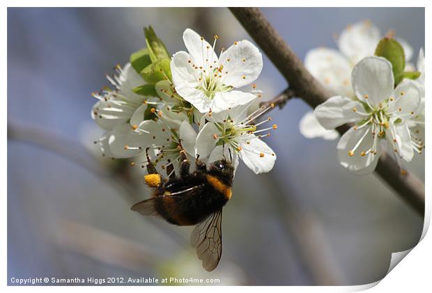 Bee In Spring Print by Samantha Higgs
