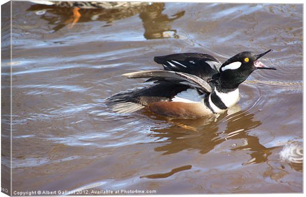 Hooded Merganser duck Canvas Print by Albert Gallant