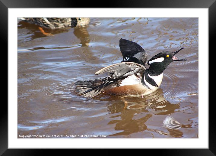 Hooded merganser duck Framed Mounted Print by Albert Gallant