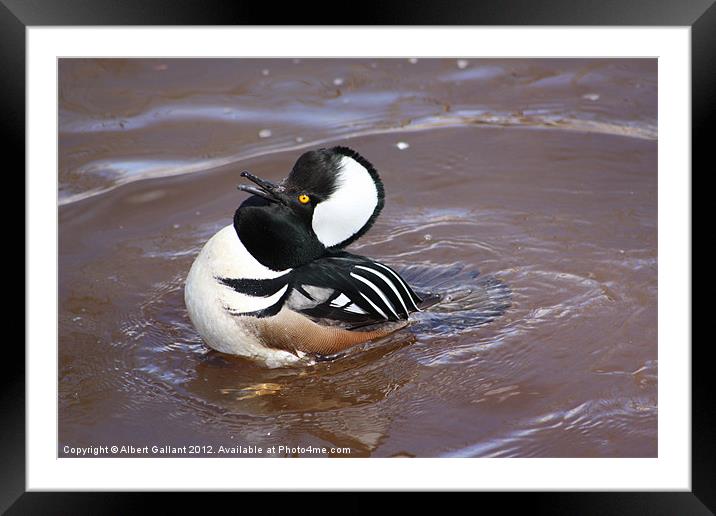 Hodded Merganser Duck Framed Mounted Print by Albert Gallant