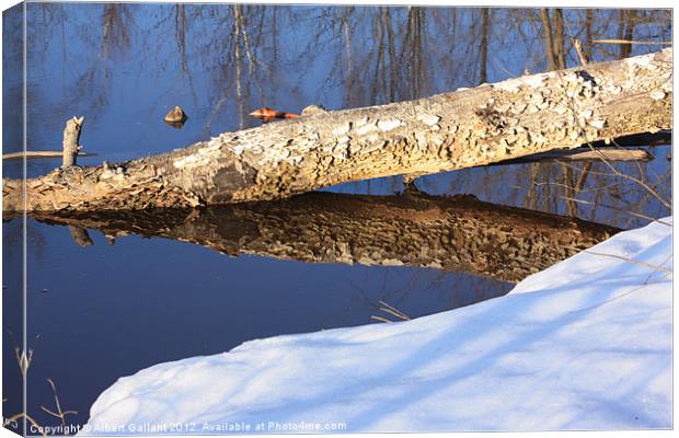 Forest reflections Canvas Print by Albert Gallant