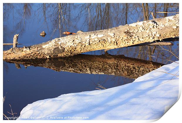 Forest reflections Print by Albert Gallant