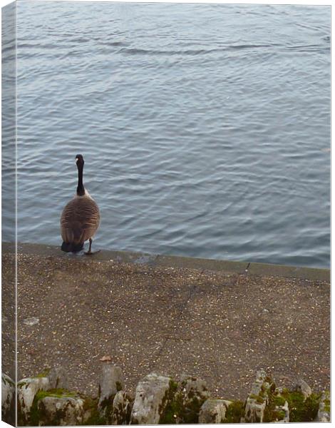 The Sitting Goose Canvas Print by Millie Duckett