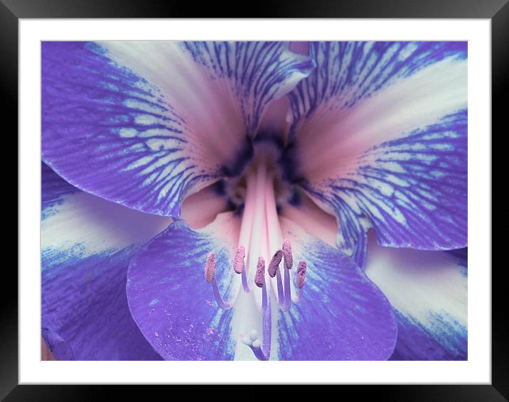 flowers up close Framed Mounted Print by Elena Breeze