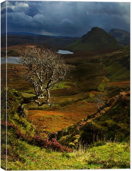 Lone Tree, The Quiraing Canvas Print by Judy Andrews