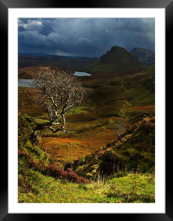 Lone Tree, The Quiraing Framed Mounted Print by Judy Andrews