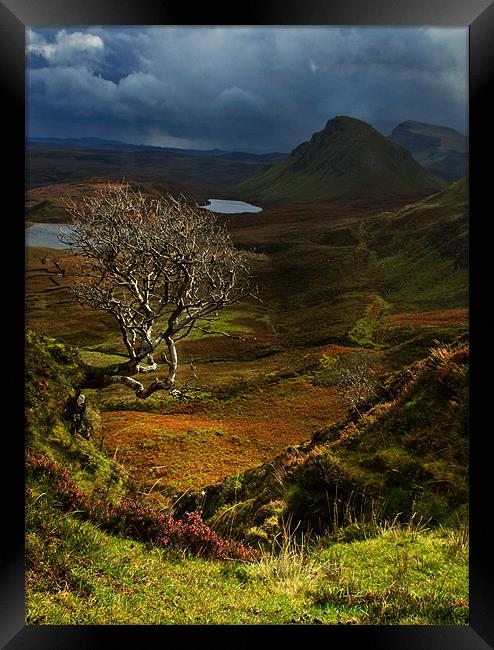 Lone Tree, The Quiraing Framed Print by Judy Andrews