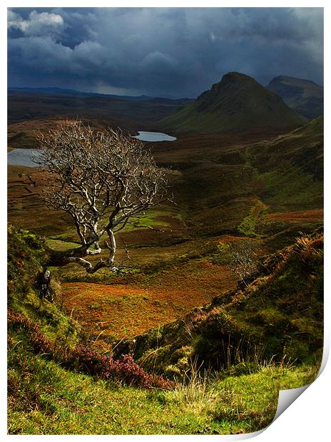 Lone Tree, The Quiraing Print by Judy Andrews