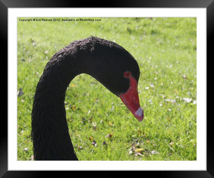 Black Swan Framed Mounted Print by kim Reeves