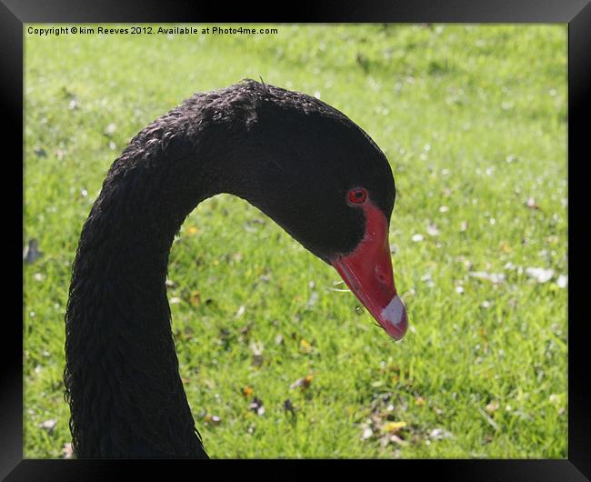 Black Swan Framed Print by kim Reeves