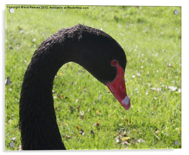Black Swan Acrylic by kim Reeves