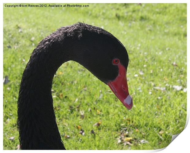 Black Swan Print by kim Reeves