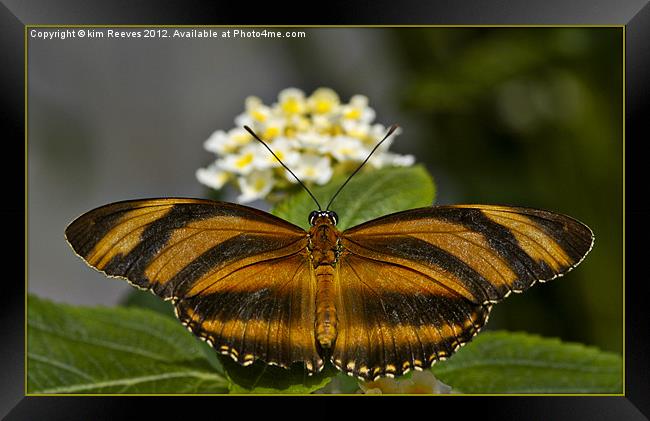 Banded Orange Butterfly Framed Print by kim Reeves