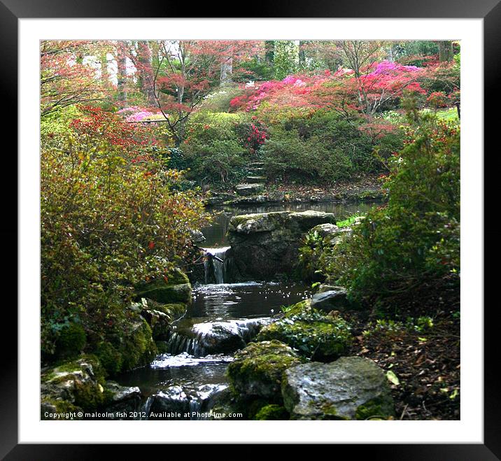 EXBURY GARDENS IN APRIL 2 Framed Mounted Print by malcolm fish