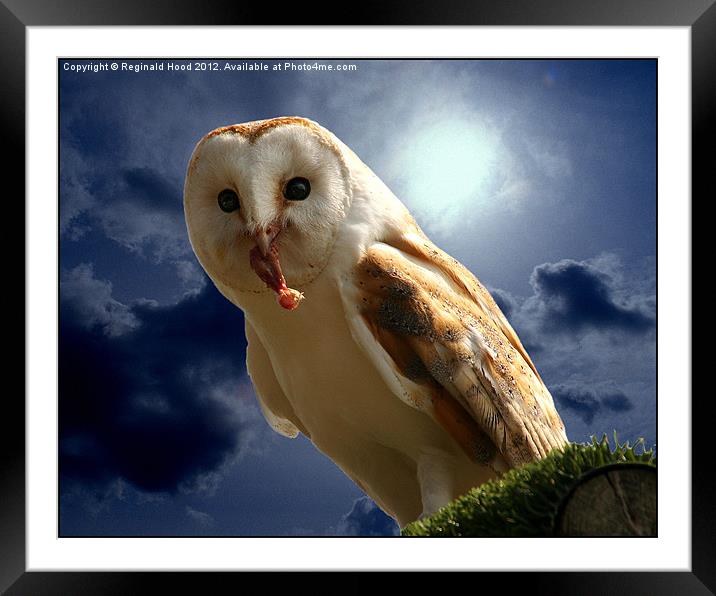 Barn Owl Framed Mounted Print by Reginald Hood