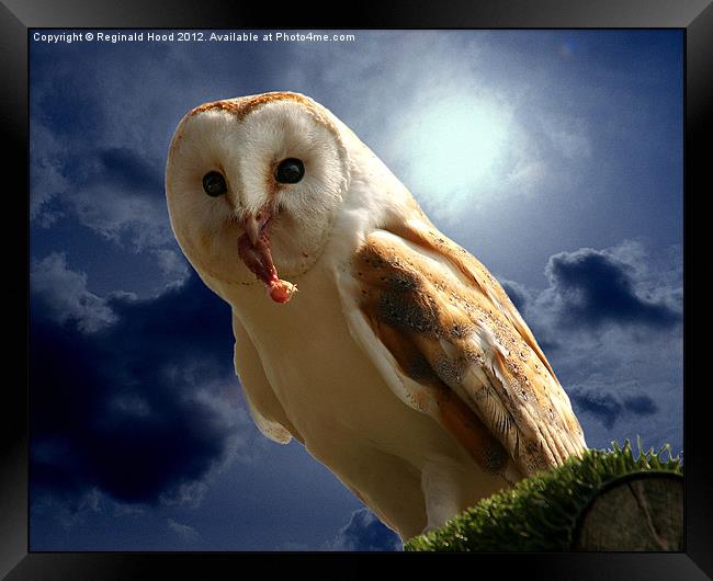 Barn Owl Framed Print by Reginald Hood