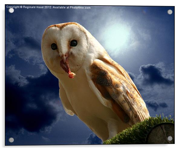 Barn Owl Acrylic by Reginald Hood