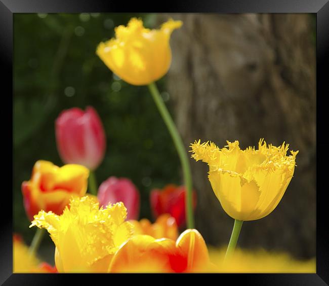 Yellow Tulips Framed Print by Andrew Ley