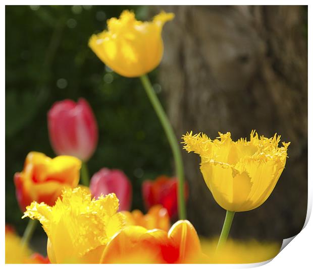 Yellow Tulips Print by Andrew Ley
