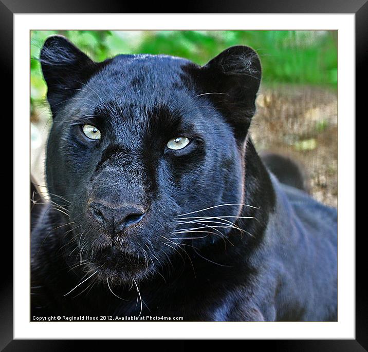 Panther Framed Mounted Print by Reginald Hood