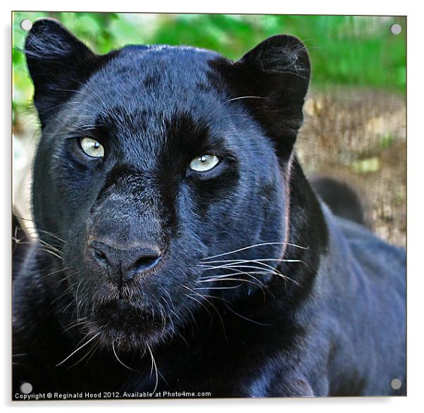 Panther Acrylic by Reginald Hood