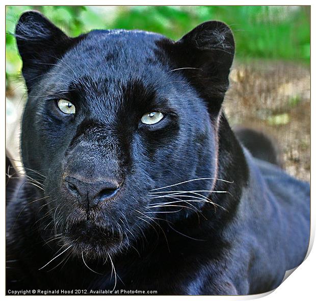Panther Print by Reginald Hood