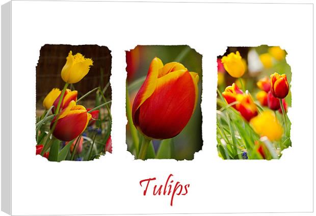 A Triptych of Tulips Canvas Print by Andrew Ley
