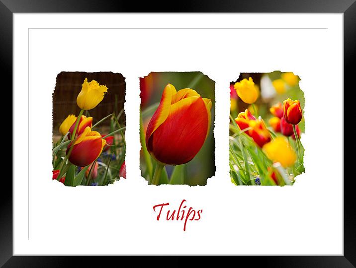 A Triptych of Tulips Framed Mounted Print by Andrew Ley