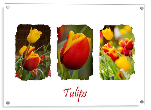 A Triptych of Tulips Acrylic by Andrew Ley