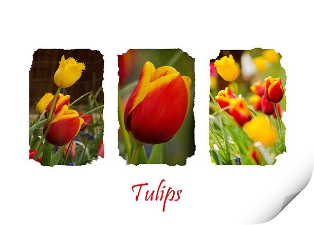 A Triptych of Tulips Print by Andrew Ley