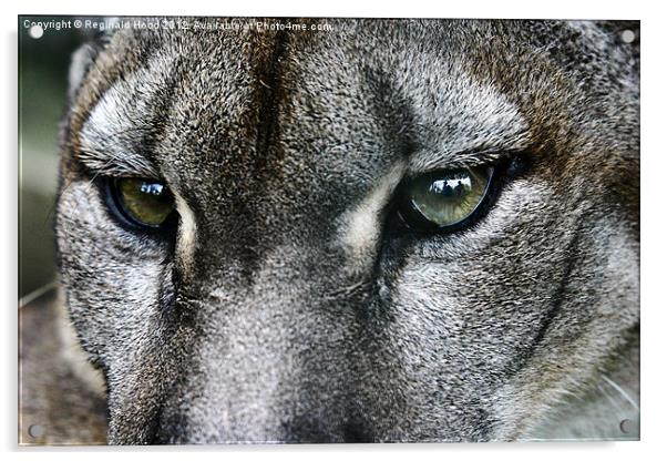 Puma Acrylic by Reginald Hood