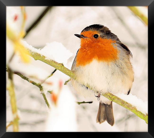 ROBIN AT BOXHILL Framed Print by Clive Eariss