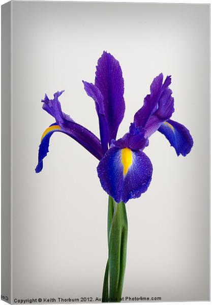 Iris Canvas Print by Keith Thorburn EFIAP/b