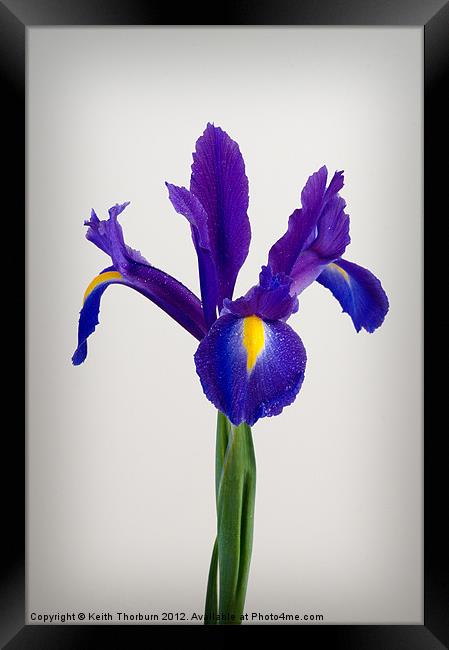 Iris Framed Print by Keith Thorburn EFIAP/b