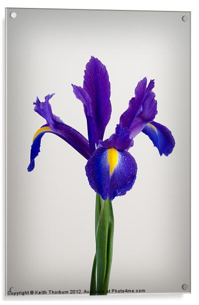 Iris Acrylic by Keith Thorburn EFIAP/b