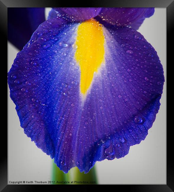 Iris Framed Print by Keith Thorburn EFIAP/b
