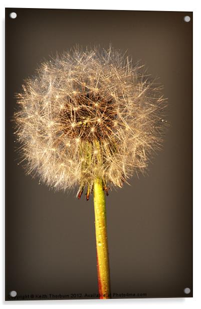 Dandelion Acrylic by Keith Thorburn EFIAP/b