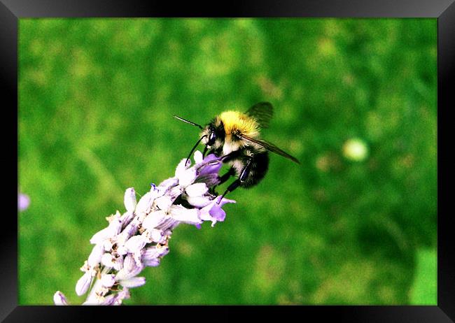 Lavender Bee Framed Print by George Thurgood Howland