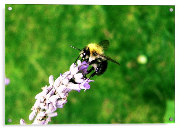 Lavender Bee Acrylic by George Thurgood Howland