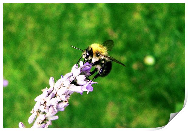 Lavender Bee Print by George Thurgood Howland