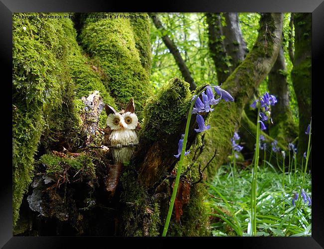 Owl Woods Framed Print by camera man