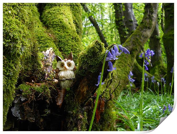 Owl Woods Print by camera man